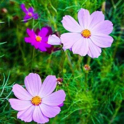 皇冠体育安卓app